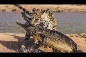 Jaguar VS Crocodile & Amazing Animal Fights - Wild Animals Documentary 2022