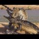 Jaguar VS Crocodile & Amazing Animal Fights - Wild Animals Documentary 2022