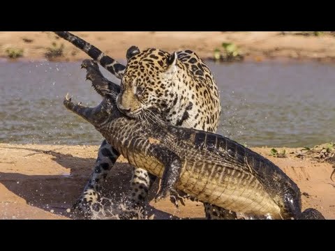 Jaguar VS Crocodile & Amazing Animal Fights - Wild Animals Documentary 2022