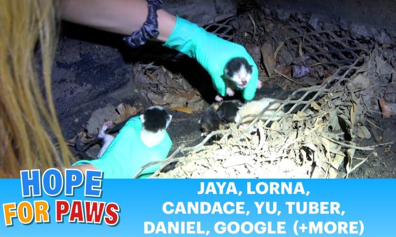 Kittens almost got killed - it took 120 hours to complete this rescue! 🙀