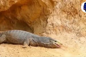 Komodo dragon, Egg thief and 2 failures - Animal Fights | Big-Wildlife