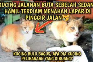 Kucing Jalanan Kelaparan Matanya Buta Dia Hamil Terdiam di Tepi Jalan | Video Sedih Kucing Jalanan