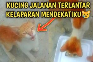Kucing Jalanan Terlantar Kelaparan Berjalan Mendekatiku | Video Sedih Kucing Jalanan | Street Cat