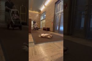 Leo Plays Dead in the Lobby || ViralHog