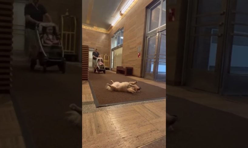 Leo Plays Dead in the Lobby || ViralHog