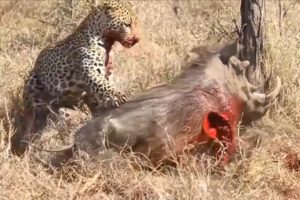 Leopard  Attack and Eat Alive Animals Moments - Animal Fighting | ATP Earth