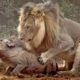 Lion Attack and Eat Warthog - Animal Fighting | ATP Earth