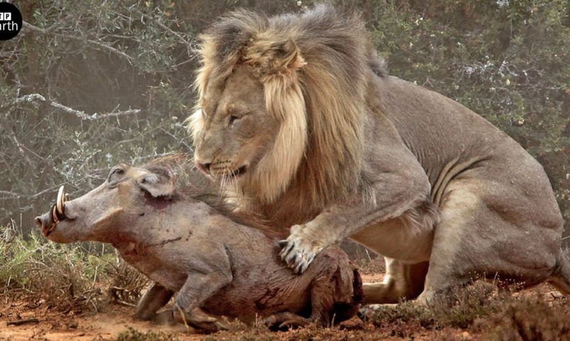 Lion Attack and Eat Warthog - Animal Fighting | ATP Earth