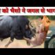 Lion vs Buffalo - Animal Fighting | शेर और भैंस की लड़ाई खतरनाक#animals #shorts #lion