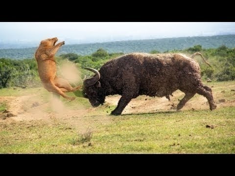 Lion vs Buffalo vs Tiger | Most Amazing Wild Animal Fights HD