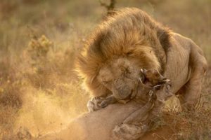 Lions hunt Warthog and...- wild animals fights | Big-Wildlife