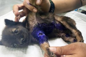 Little Puppy Found with Horrific Dog Bite Wounds Rescued