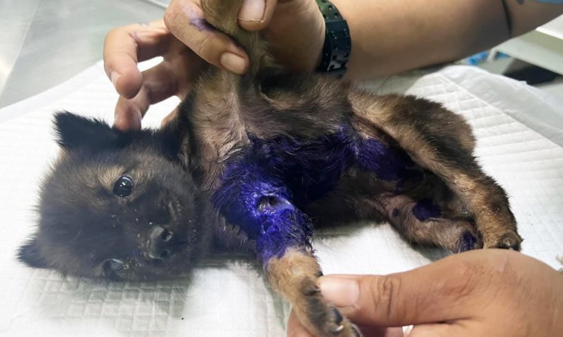 Little Puppy Found with Horrific Dog Bite Wounds Rescued