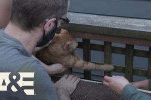Live Rescue: Trapped Cat is Freed by Animal Rescue (Season 3) | A&E