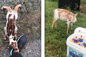 Lost Baby Deer Finds A New Home (HEARTWARMING ANIMAL RESCUES)