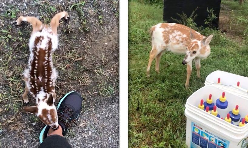 Lost Baby Deer Finds A New Home (HEARTWARMING ANIMAL RESCUES)