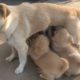 MOTHER DOG BREASTFEED HER PUPS, LITTLE DOGS FEEDING THE MILK,CUTEST PUPPIES