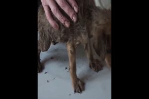 Maggots Removal from Pupy!   Dog Cleaning from Ticks, Mangoworms #44