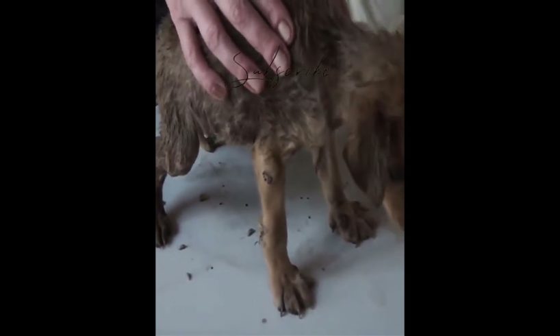 Maggots Removal from Pupy!   Dog Cleaning from Ticks, Mangoworms #44