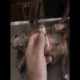Maggots Removal from Pupy!   Dog Cleaning from Ticks, Mangoworms #7