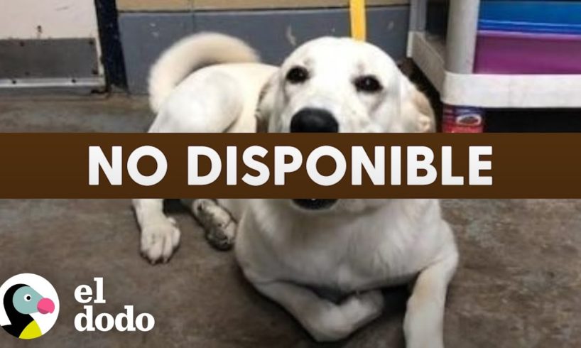 Mamá adopta en secreto a un perro de refugio del que sus hijas se enamoraron | El Dodo