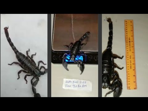 Man Hunter Playing With Most Poisonous Venomous Black Emperor Scorpion | Reptiles Animals  Buy Sell
