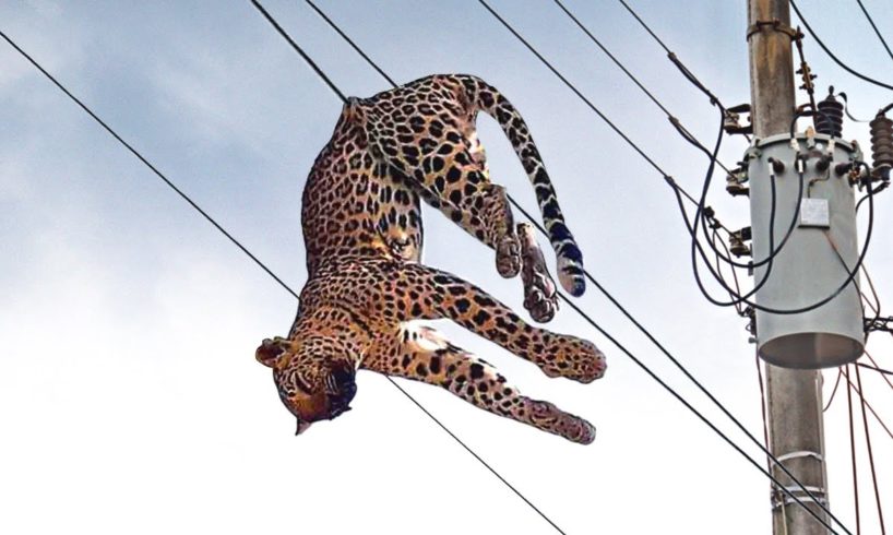 Moments When Animals Face the Electricity