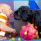 Monkey Xuxu has fun playing with puppy | Animals TDT