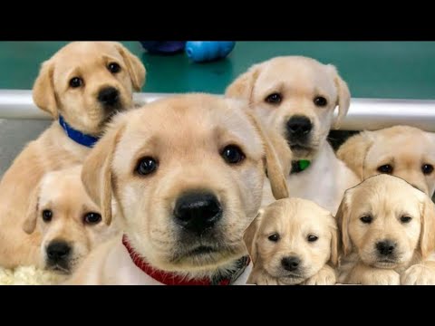 Most Cutest Puppies Available For Sale | All breed Puppies For Sale 🔥