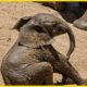 Most Funny and Cute Baby Elephant Videos | Animal Rescues # ST. SOME