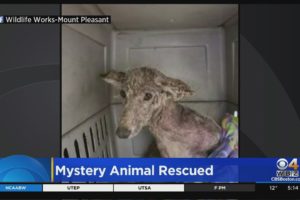 Mystery Animal Rescued In Pennsylvania