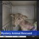 Mystery Animal Rescued In Pennsylvania