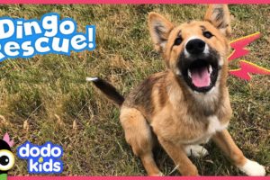 Mystery Dog Is...Actually Not A Dog At All! | Rescued! | Dodo Kids
