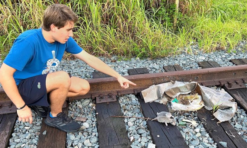 NEWBORN KITTENS FOUND ABANDONED ON TRAIN-TRACKS ! WHAT HAPPENS ?!