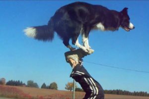 Nana the Border Collie Performs Amazing Dog Tricks