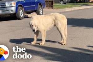 No One Could Catch this Giant Stray Great Pyrenees Until... | The Dodo