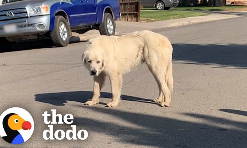 No One Could Catch this Giant Stray Great Pyrenees Until... | The Dodo