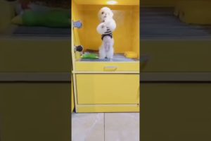 Oh Wow Cutest Funniest Maltese & Cutest Puppies Maltese  Funny Puppies Videos  46