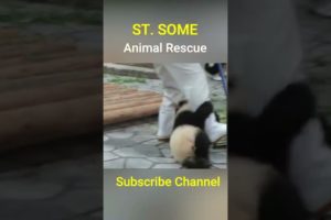 Panda comedy #Animal Rescues #Shorts