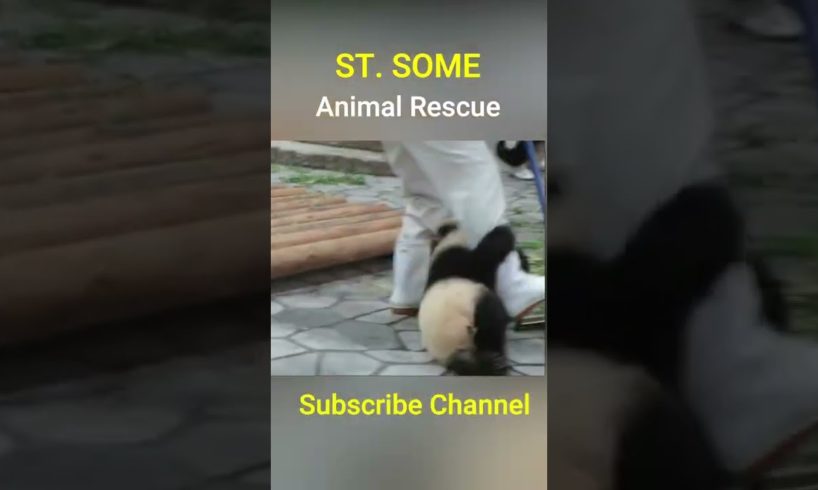 Panda comedy #Animal Rescues #Shorts