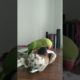Parrot playing with owl