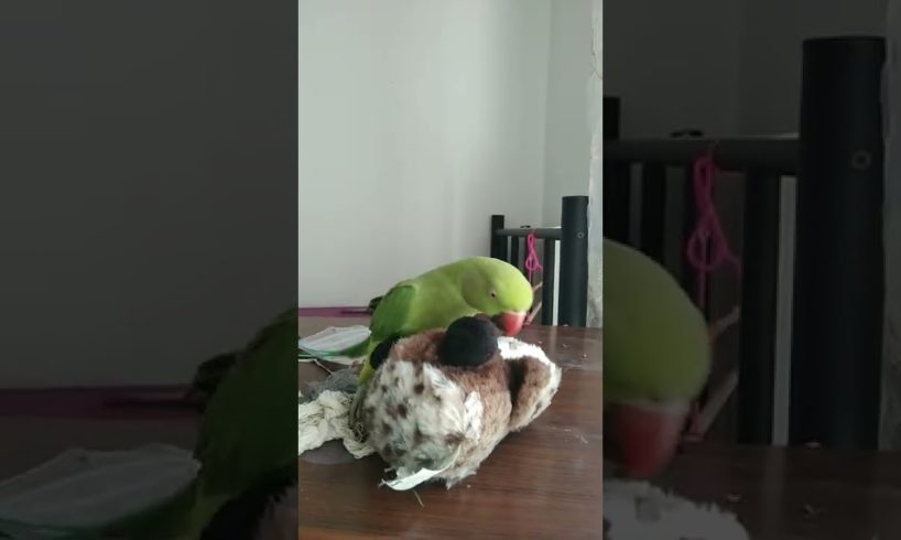 Parrot playing with owl
