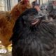 Pequeña gallina rescatada sigue a mamá a todas partes | Pequeño y Valiente | El Dodo