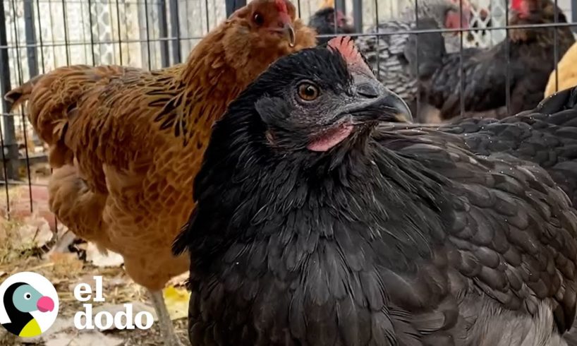 Pequeña gallina rescatada sigue a mamá a todas partes | Pequeño y Valiente | El Dodo