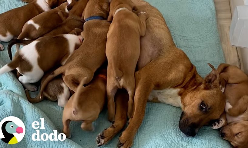 Perrita mamá asustada con 14 cachorros comienza a confiar en sus rescatadores | ¡Adóptame! | El Dodo