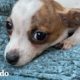 Perrito rescatado está tan nervioso que vive en la cartera de su mamá | Pequeño y Valiente | El Dodo