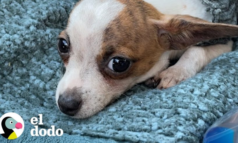 Perrito rescatado está tan nervioso que vive en la cartera de su mamá | Pequeño y Valiente | El Dodo