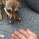 Perro callejero corre hacia una mujer y le pide que la salve | ¡Adóptame! | El Dodo