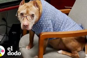 Perro de la oficina tiene la mejor actitud para ir a trabajar | El Dodo