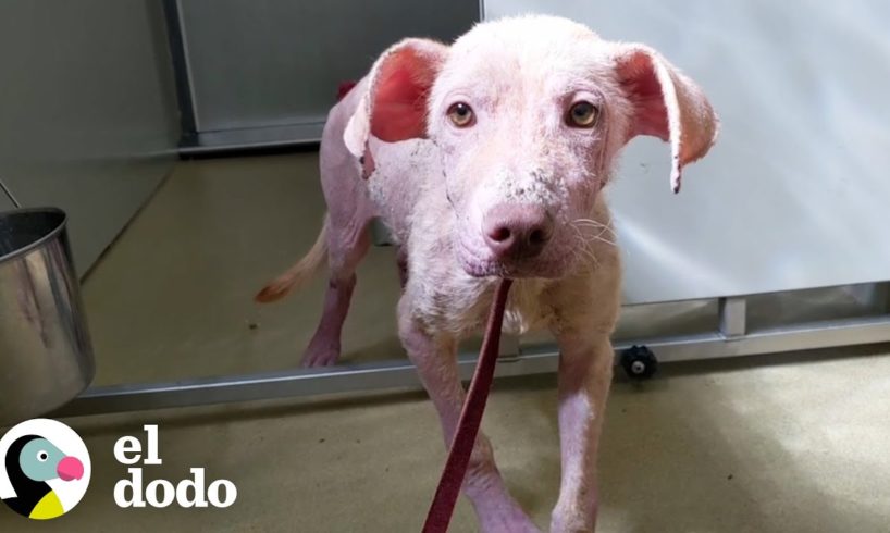 Perro de refugio tiene su propia cascada ahora | El Dodo